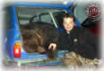 Bear in the car