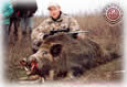 One Boar