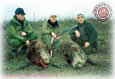 Two boars
