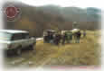Before Drive Hunting