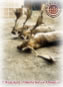 Fallow Deer
