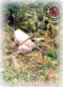 Red Deer - Hunting
