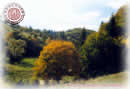 Autumn - Maru Rosu