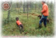 Hunting Dogs