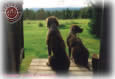 Two Hunting Dogs