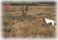 Pheasant Hunting With Dog